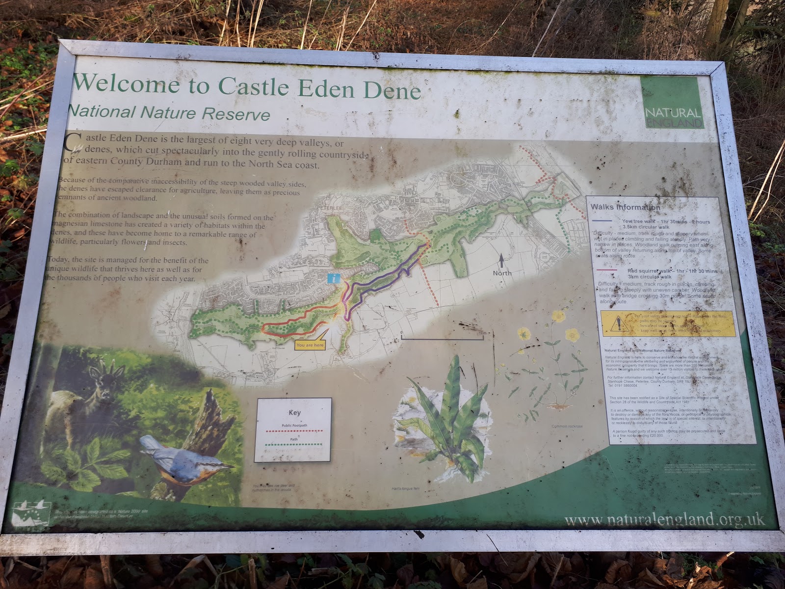 https://whatremovals.co.uk/wp-content/uploads/2022/02/Castle Eden Dene National Nature Reserve-300x225.jpeg